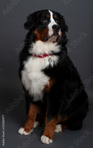 Bernese Mountain Dog (10 months old)