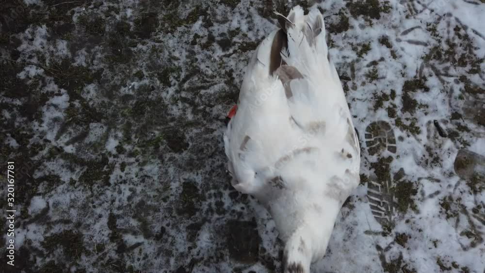 Shooting of white geese. Shooting in the winter. Shooting of white geese. Shooting in the winter.