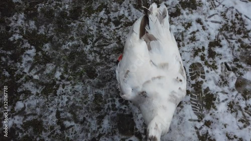 Shooting of white geese. Shooting in the winter. photo