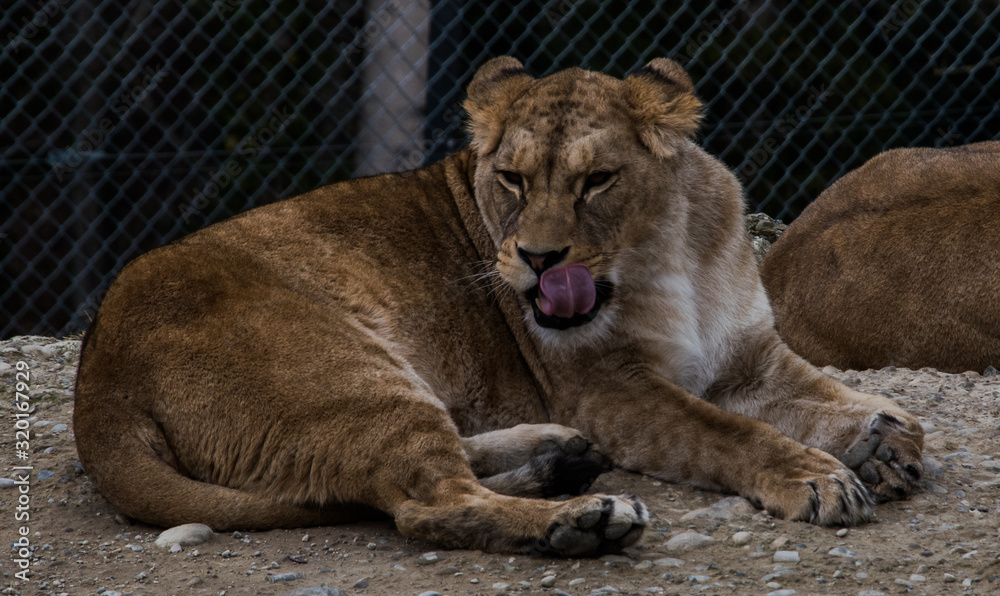 Fototapeta premium Tiger in Action