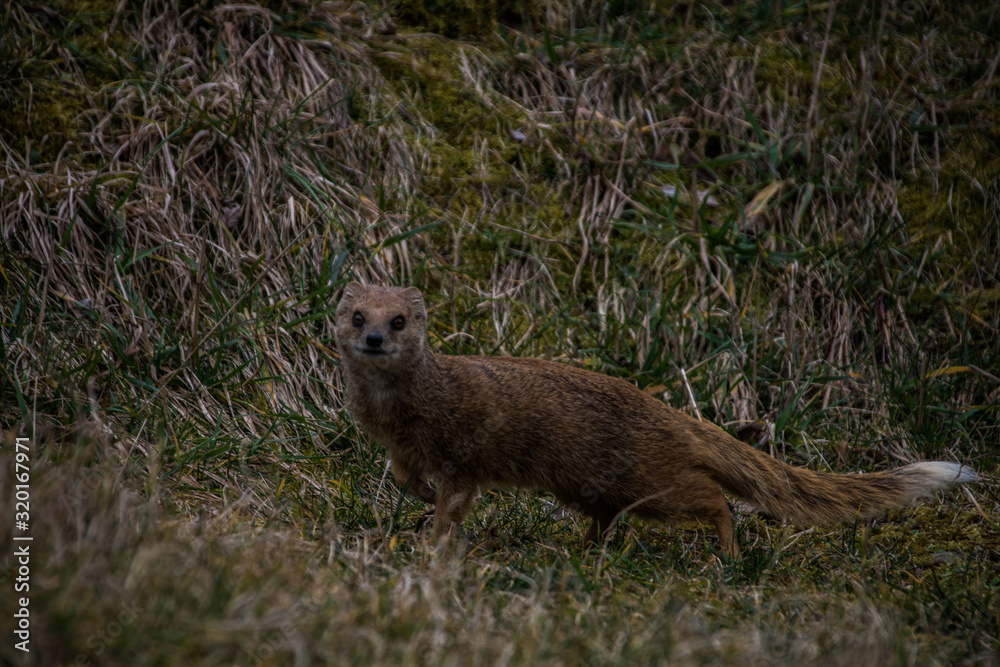 Fototapeta premium Tier