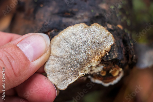 The underside of turkey tail mushroom (Trametes versicolor) growing on a log