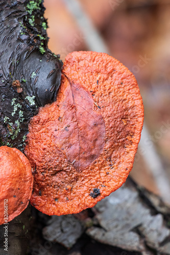 Cinnabar polypore (Pycnoporus cinnabarinus) growing on a fallen log photo