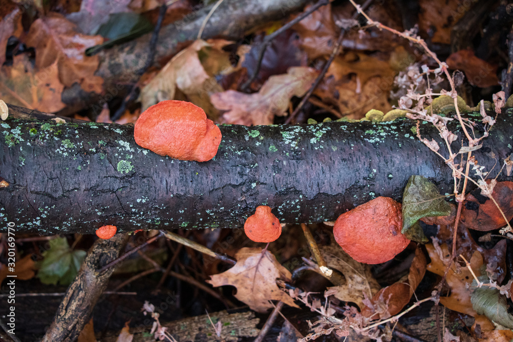 Cinnabar polypores (Pycnoporus cinnabarinus) growing on a fallen log Cinnabar polypores (Pycnoporus cinnabarinus) growing on a fallen log