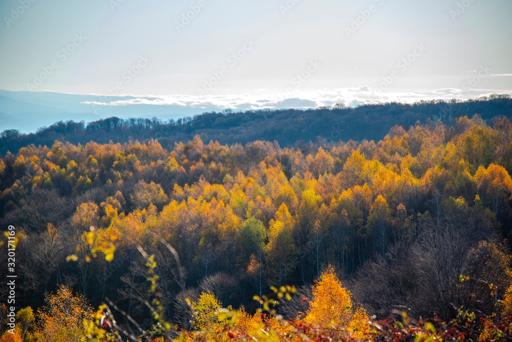 Birch tree landscape in the morning autumn Birch tree landscape in the morning autumn