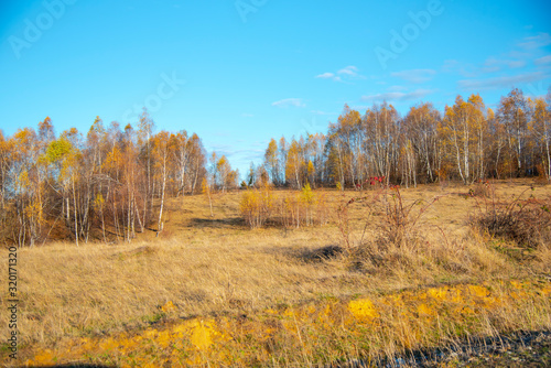 Birch tree landscape in the morning autumn
