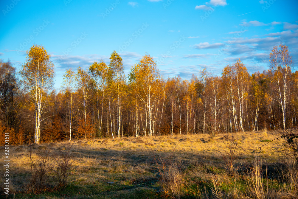 Birch tree landscape in the morning autumn Birch tree landscape in the morning autumn