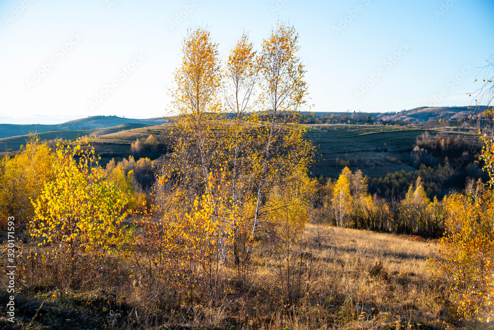 Birch tree landscape in the morning autumn Birch tree landscape in the morning autumn