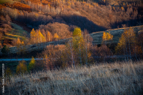 Birch tree landscape in the morning autumn