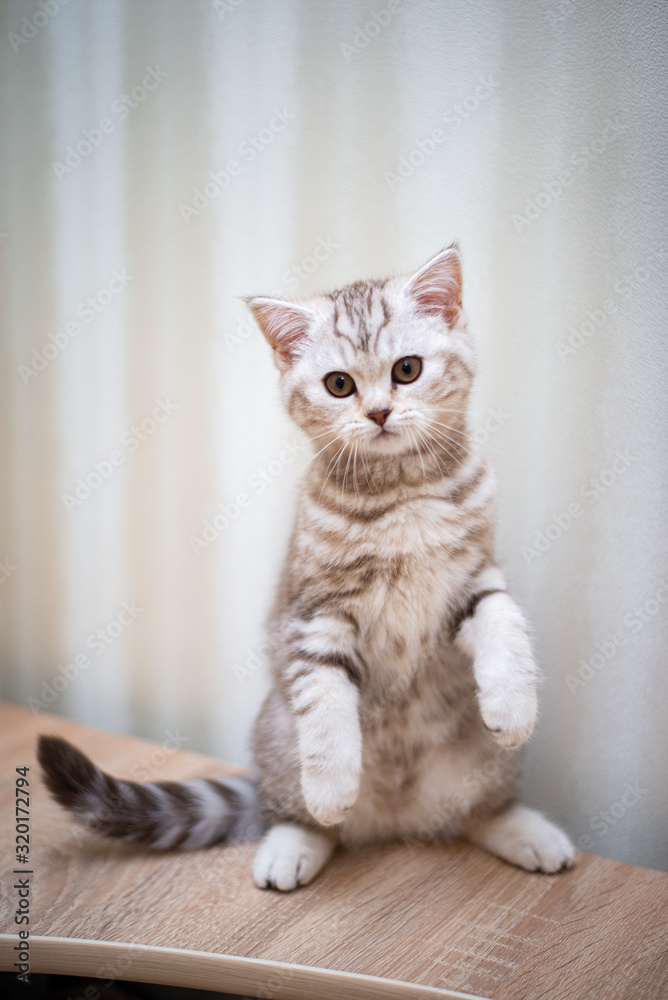 kitten scottish british cat burma munchkin animals kitten scottish british cat burma munchkin animals
