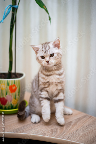 kitten scottish british cat burma munchkin animals