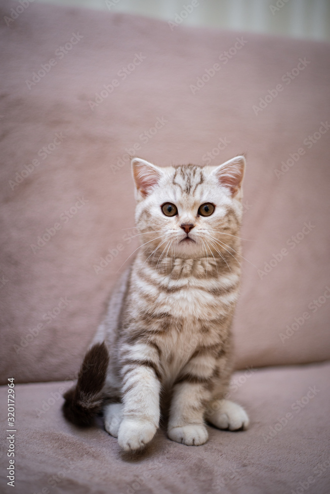 kitten scottish british cat burma munchkin animals
