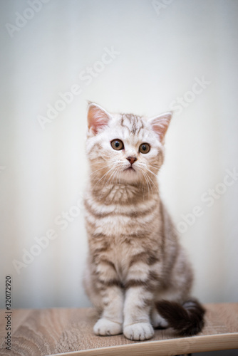 Fototapeta Naklejka Na Ścianę i Meble -  kitten scottish british cat burma munchkin animals