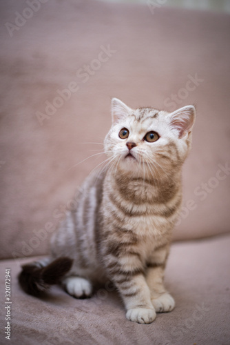 kitten Scottish British cat Burmese munchkin animals