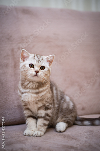 Wallpaper Mural kitten Scottish British cat Burmese munchkin animals Torontodigital.ca