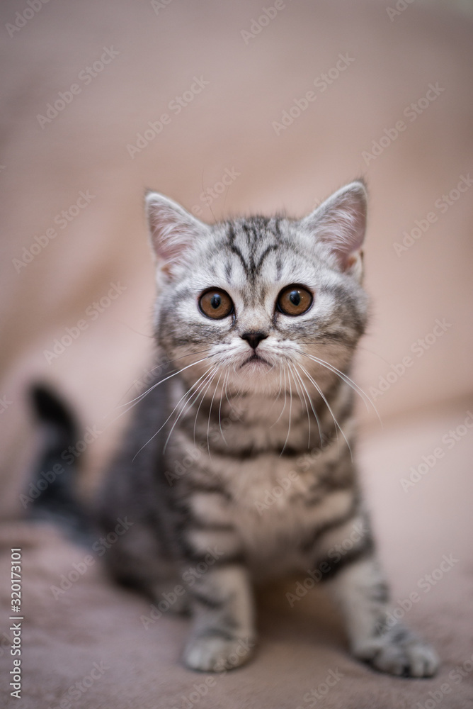 kitten scottish british cat burma munchkin animals kitten scottish british cat burma munchkin animals