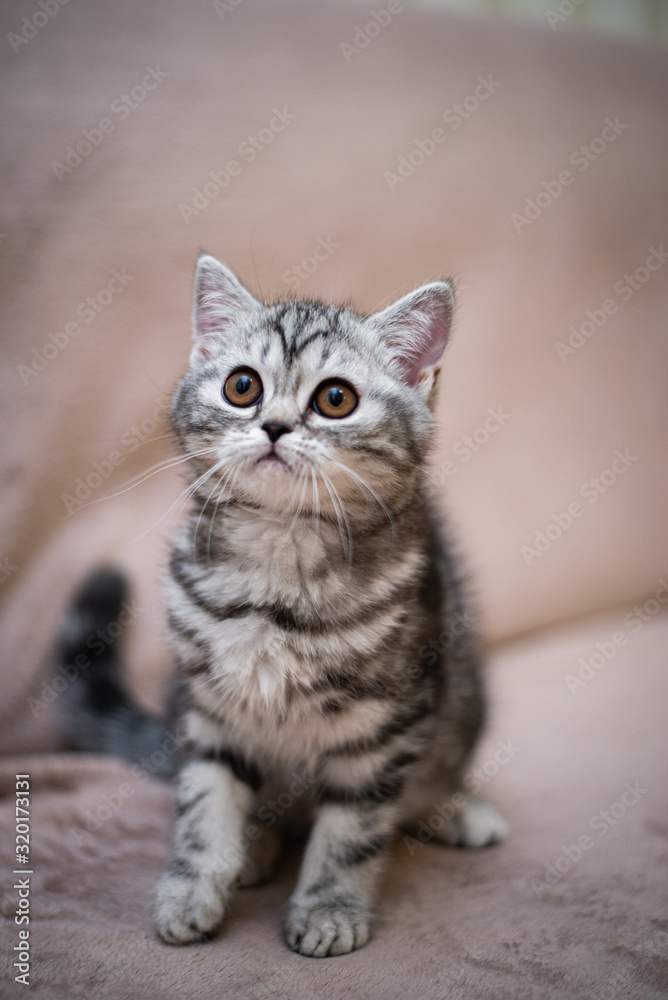 kitten Scottish British cat Burmese munchkin animals kitten Scottish British cat Burmese munchkin animals