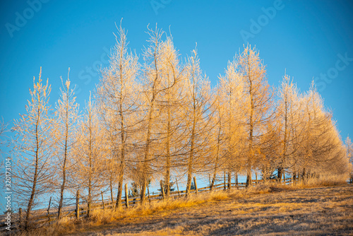 Morning winter landscape