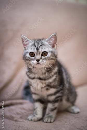 kitten scottish british cat burma munchkin animals © Дария