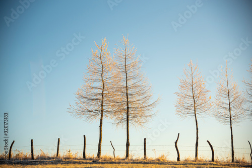 Morning winter landscape