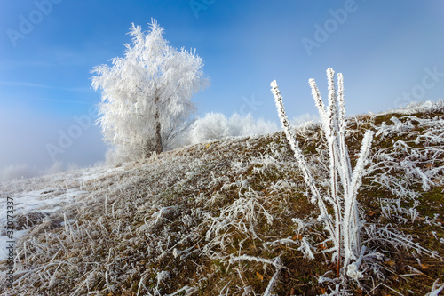 Rime ice on plants and trees