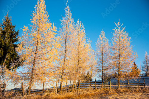 Wallpaper Mural Morning winter landscape Torontodigital.ca
