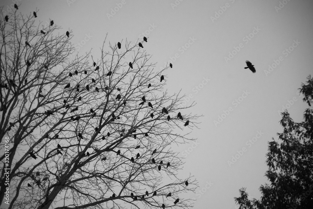 Obraz premium Crows