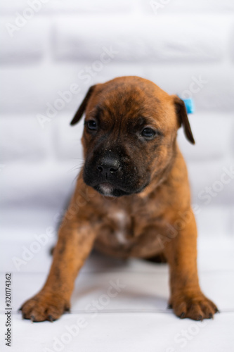 grooming staff; Staffordshire Terrier; boxer; fighting