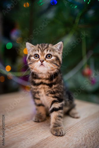 kitten scottish british cat burma munchkin animals