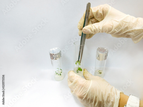 Foto Graftage of micro plants in laboratory of biotechnology for in vitro cultivating