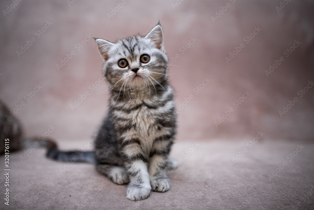 Fototapeta premium kitten scottish british cat burma munchkin animals