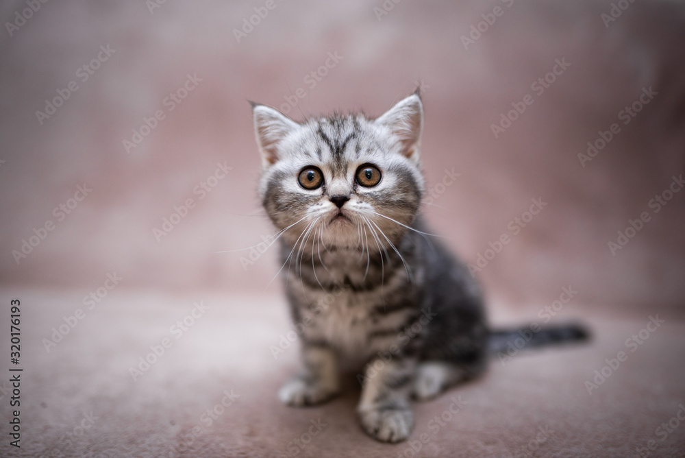 kitten scottish british cat burma munchkin animals kitten scottish british cat burma munchkin animals