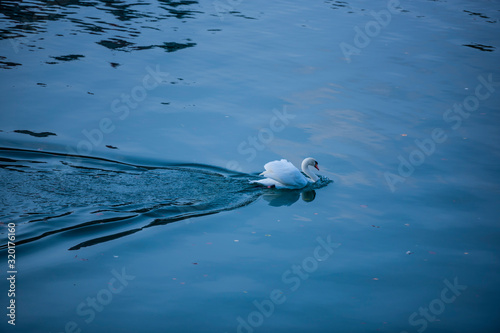 Fototapeta Naklejka Na Ścianę i Meble -  Swan in the sea