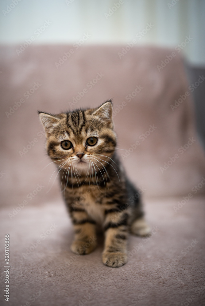 kitten scottish british cat burma munchkin animals