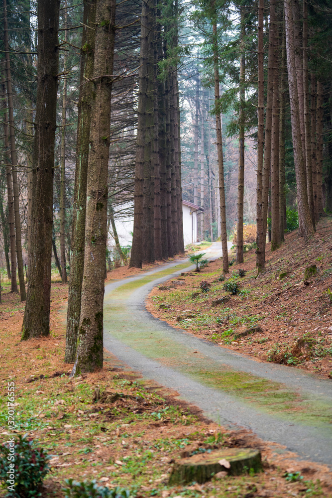 Fototapeta premium road in the forest
