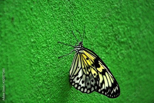butterfly on a green wall