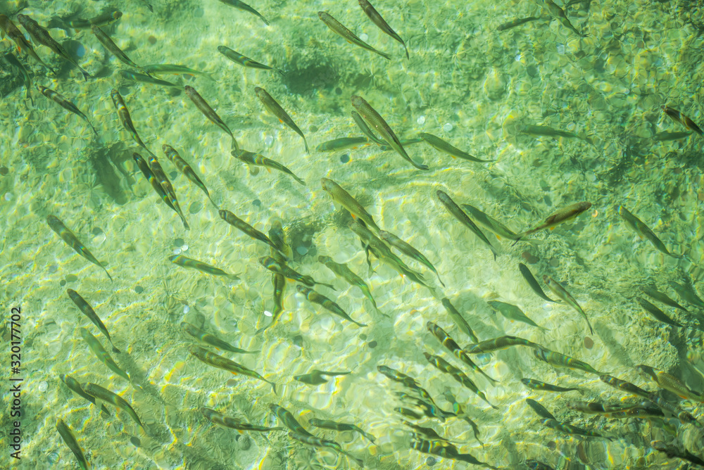 Fototapeta premium Inside of the Plitvice Park in gthe fall season