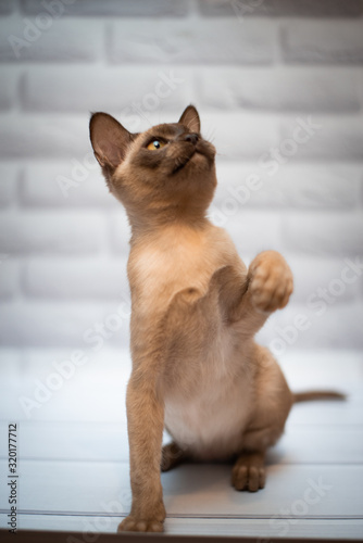 Wallpaper Mural kitten scottish british cat burma munchkin animals Torontodigital.ca