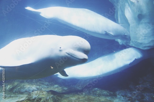 Leinwand Poster Beluga Whales Swimming In Sea