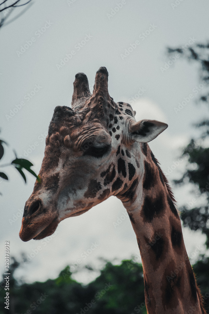 Obraz premium Animals