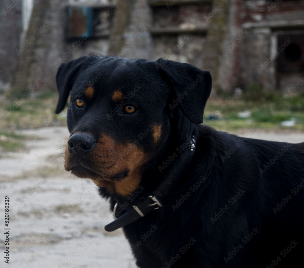 portrait of a dog portrait of a dog