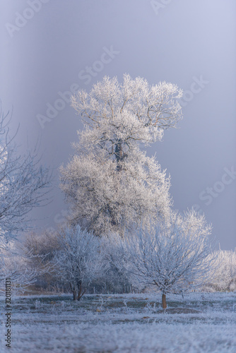 Winter wonderland