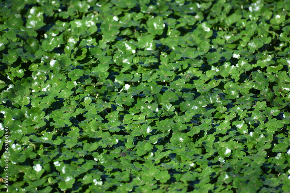 A thick, brilliant green layer of glossy floating pennywort (Hydrocotyle ranunculoides), an aquatic plant, on the surface of Watsonville Slough in California. A thick, brilliant green layer of glossy floating pennywort (Hydrocotyle ranunculoides), an aquatic plant, on the surface of Watsonville Slough in California.