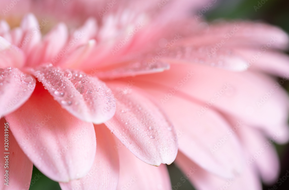 macro photo on pink Gerbera flower petals covered by water drops.