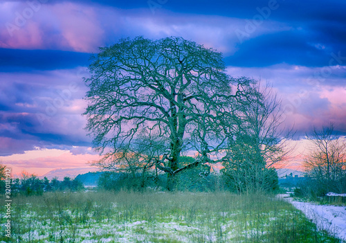 old oak tree painted