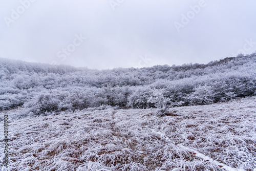 Rime on the bush