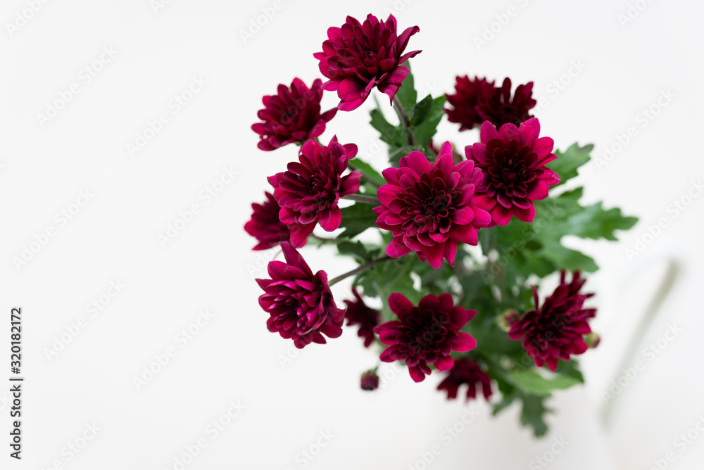 Macro Photo of a Vibrant Flowers in a Vase Against a White Background