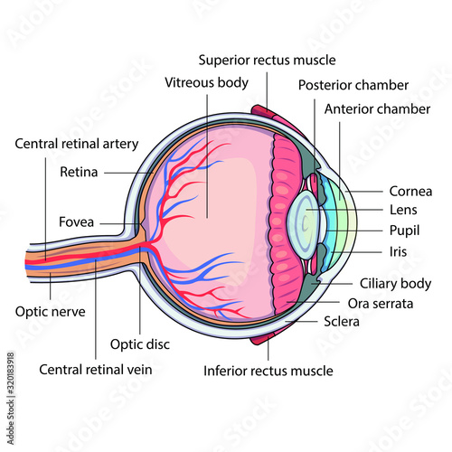 Schematic vector illustration of the eye anatomy. Detailed coloured eye diagram