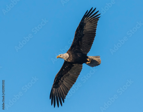 Bald Eagle flying overhead