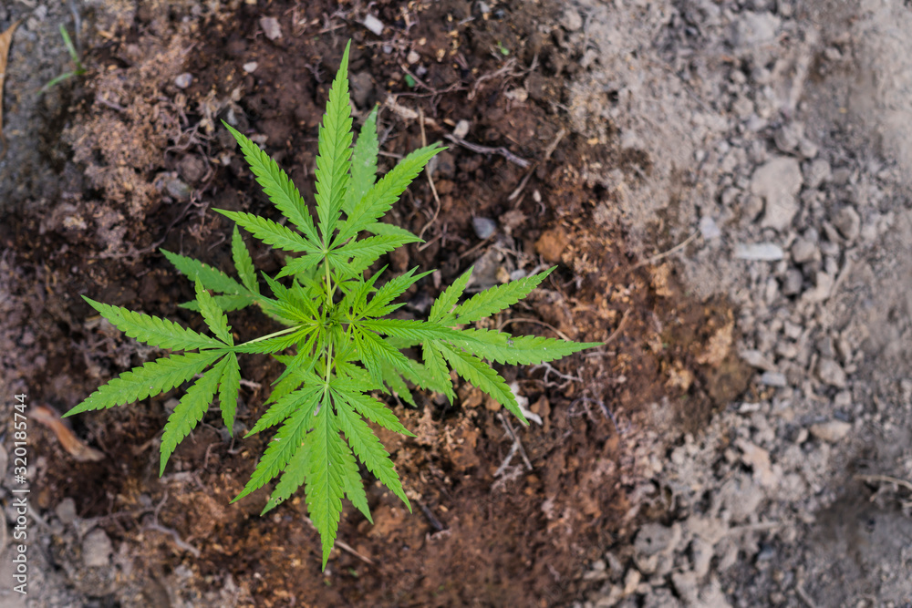 Planting cannabis indica for medicinal purposes. Planting cannabis indica for medicinal purposes.